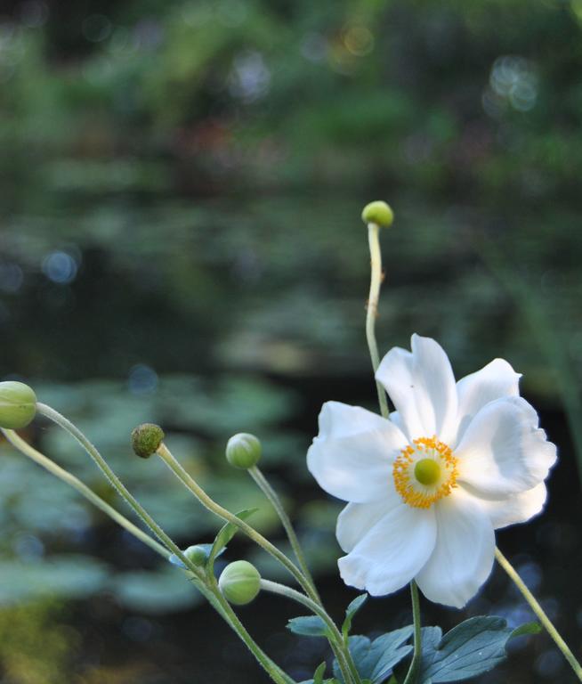 Cottage Les Quatre Saisons Giverny Rom bilde